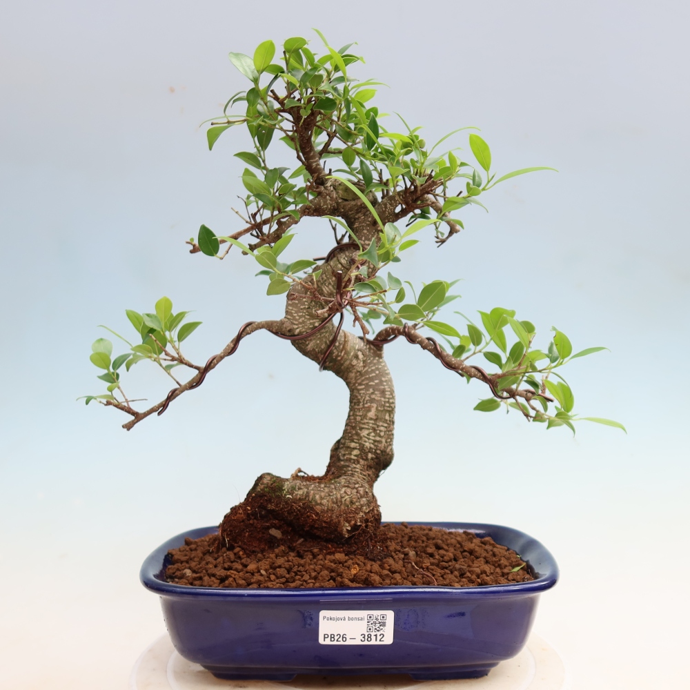 Room bonsai - Ficus kimmen - small-leaved ficus