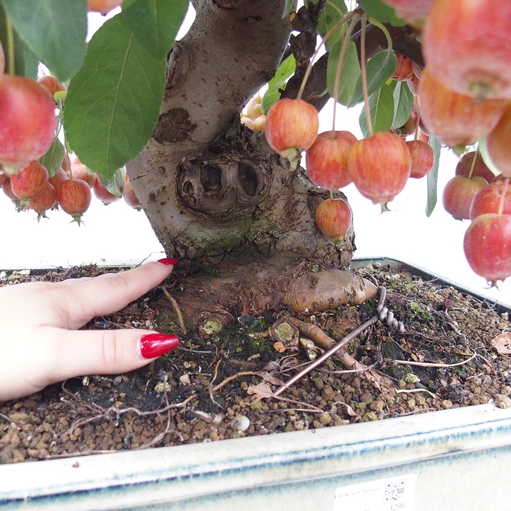 Outdoor bonsai - Malus halliana - Small-fruited apple tree