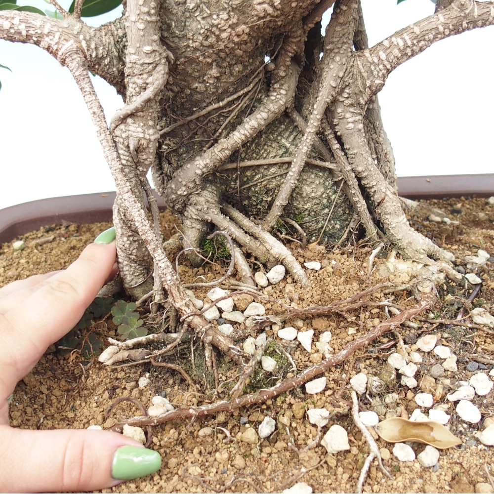 Room bonsai - Ficus kimmen - small-leaved ficus - PERSONAL COLLECTION ONLY or pallet transport