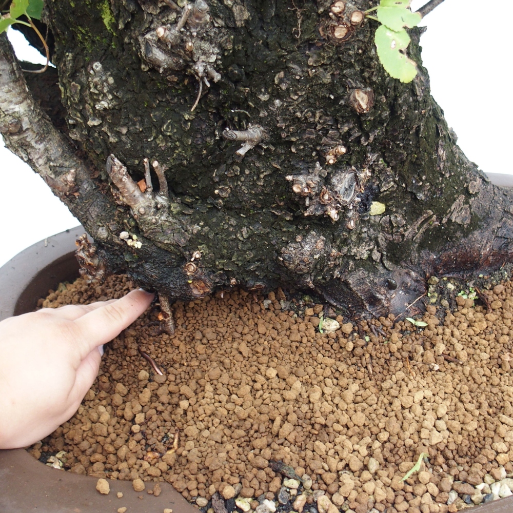 Outdoor bonsai - Mahalebka - Prunus mahaleb