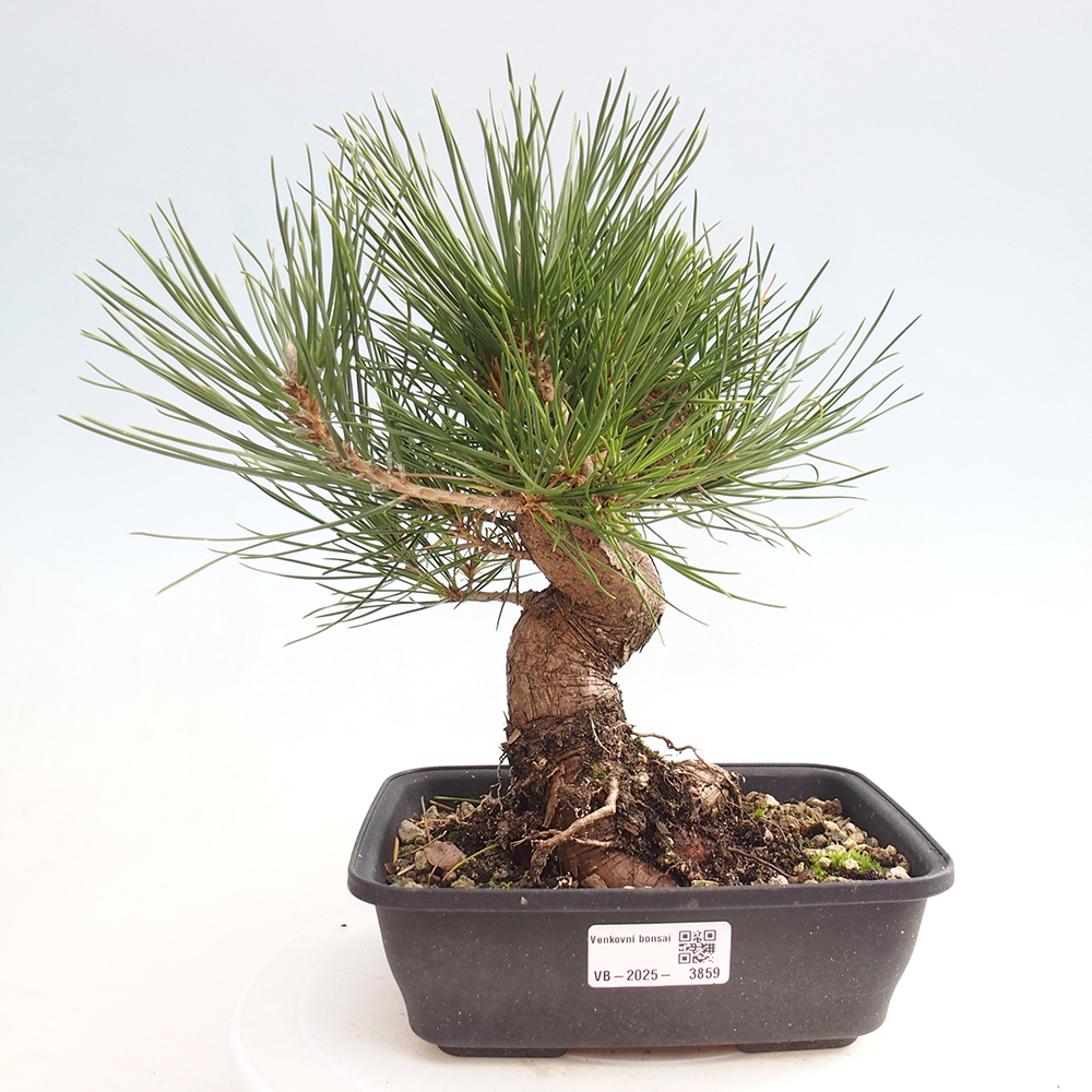 Outdoor bonsai - Pinus thunbergii - Thunberg pine