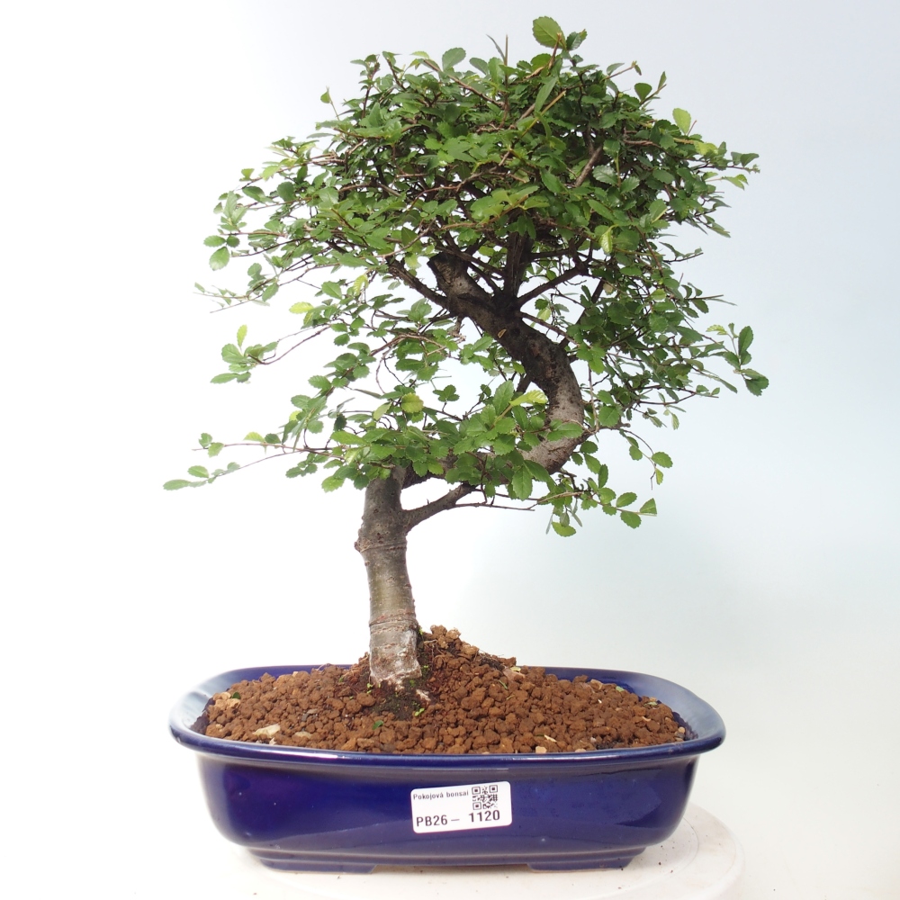 Room bonsai - Ulmus parvifolia - Small-leaved elm