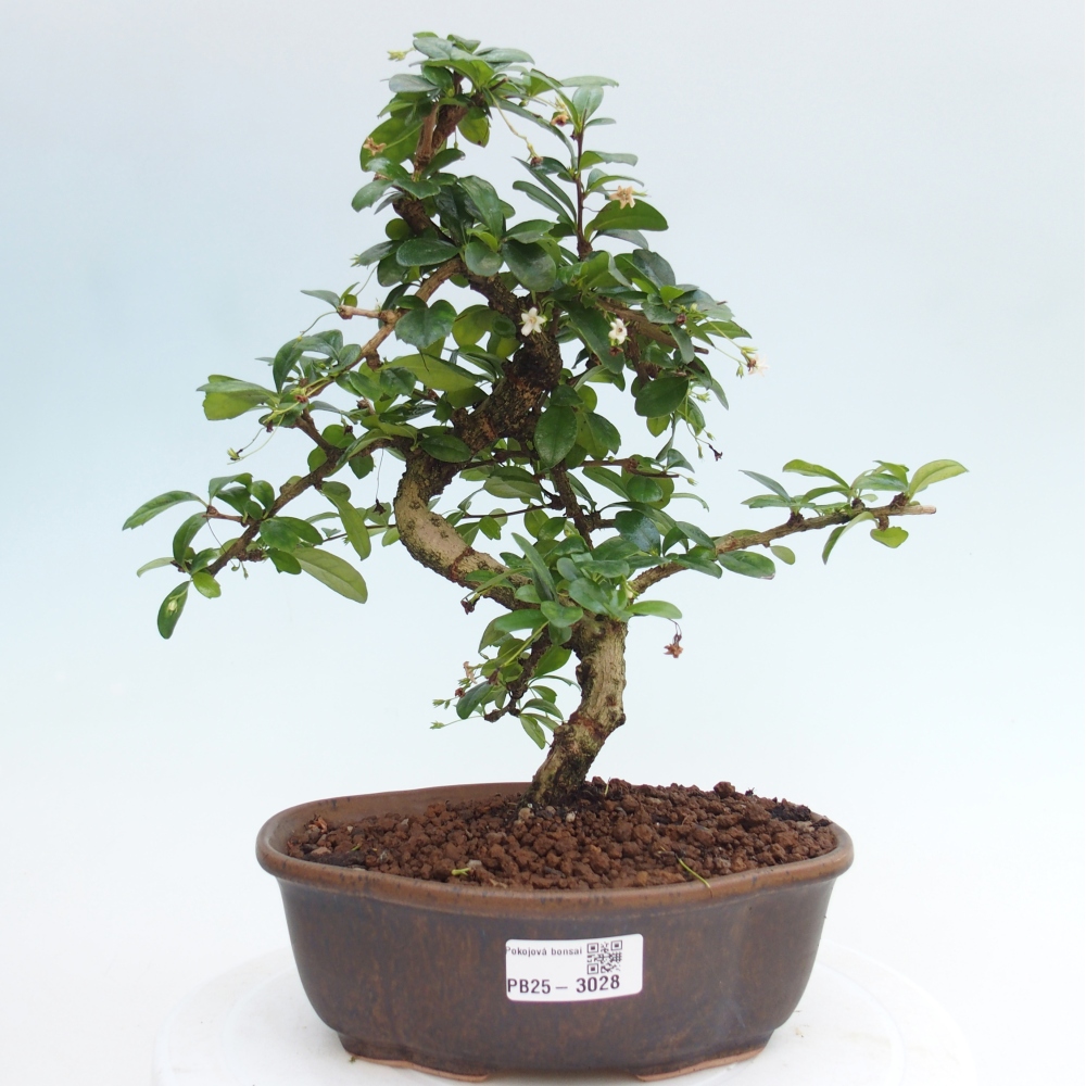 Room bonsai - Carmona macrophylla - Tea fuki