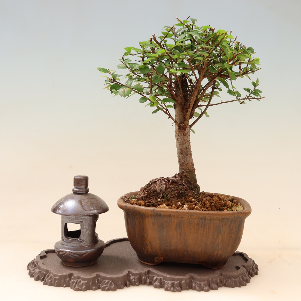 Plastic bonsai stand, 22.5 x 12 x 1 cm, brown