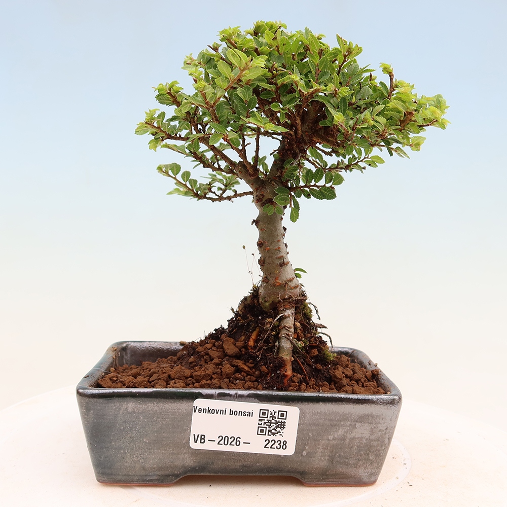 Outdoor Bonsai - Ulmus parvifolia 'Sagei' - Small-leaved Elm