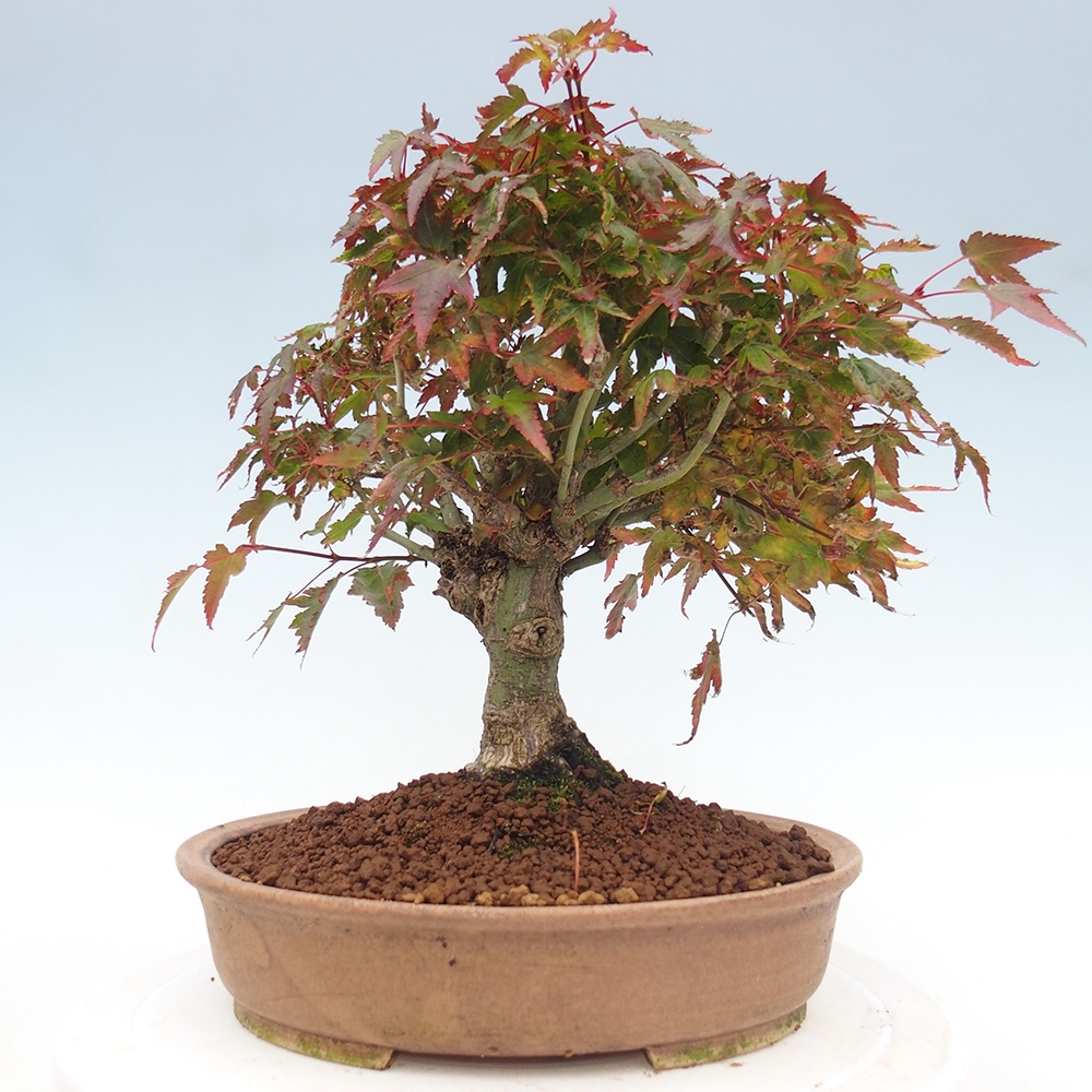 Acer palmatum KIOHIME - Palmetto maple