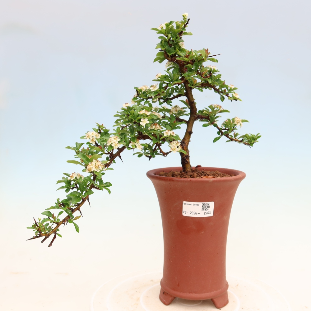 Outdoor Bonsai - Pyracantha teton - Scarlet Firethorn