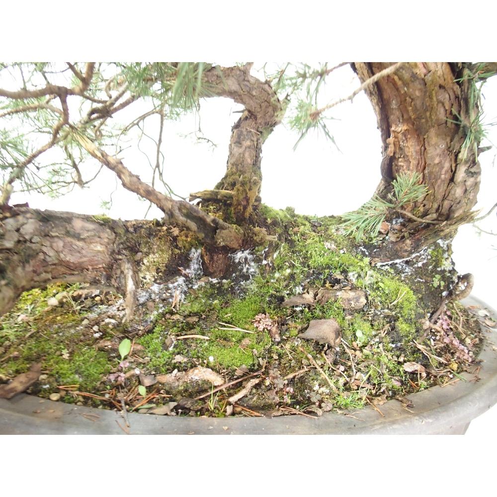 Yamadori - Pinus sylvestris Spain