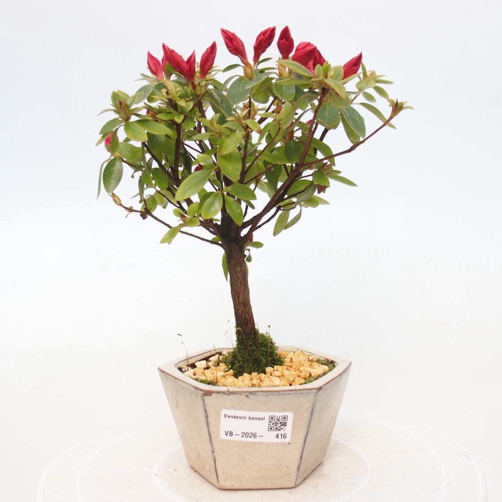 Outdoor bonsai - Japanese azalea - Azalea sp.