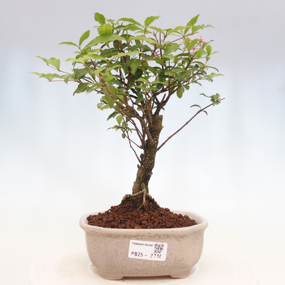 Room bonsai - Malpighia coccigera- Barbdorian cherry