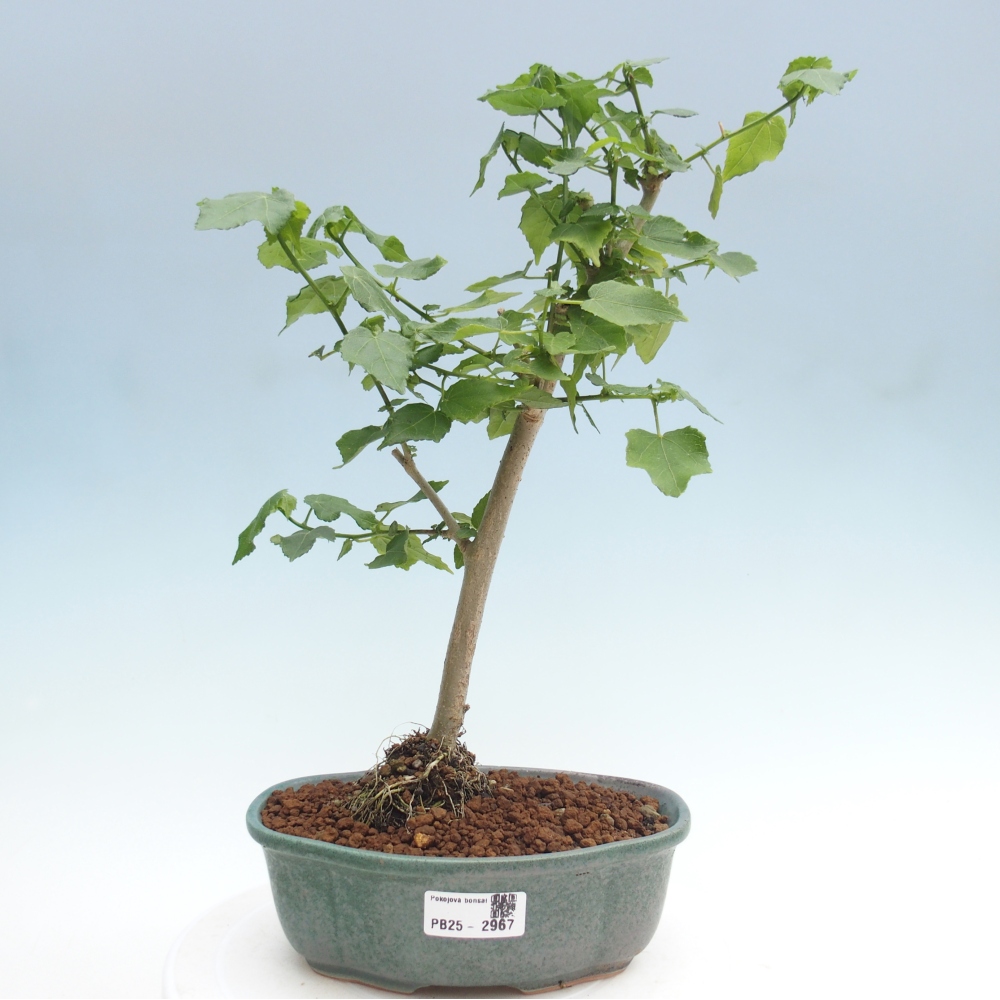 Indoor bonsai - Malvaviscus arboreus - woody hibiscus