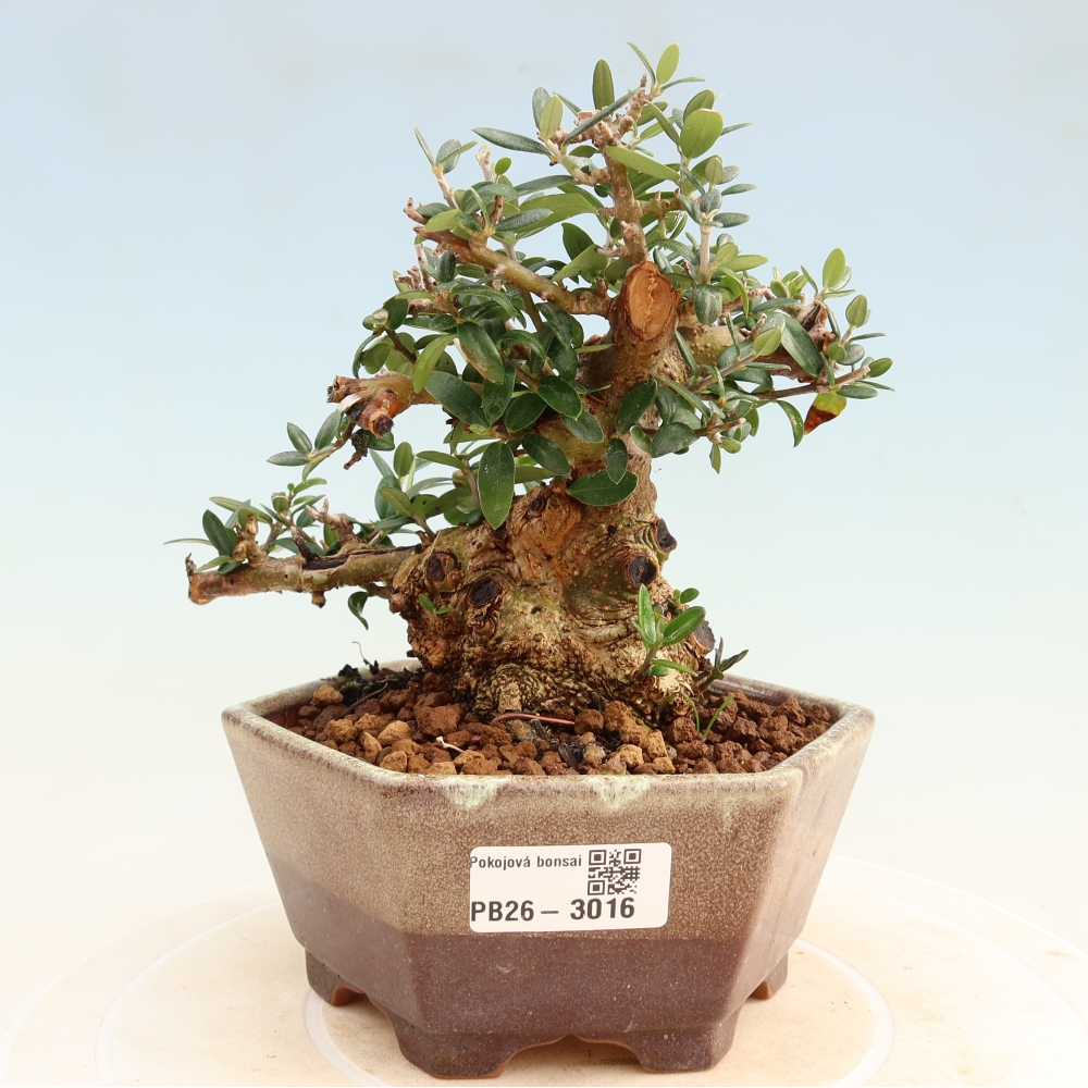 Indoor bonsai - Olea europaea sylvestris