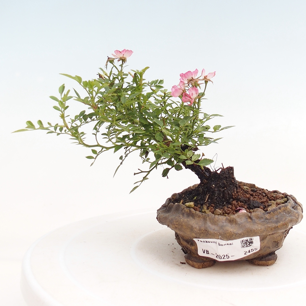 Outdoor bonsai - Rosa Cutie Pie - Roses