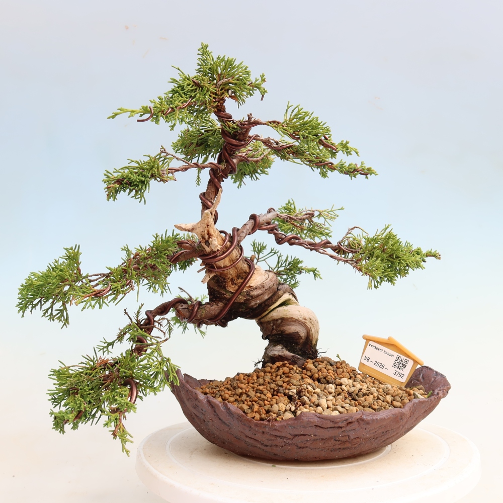 Outdoor Bonsai - Juniperus chinensis Itoigawa - Chinese Juniper