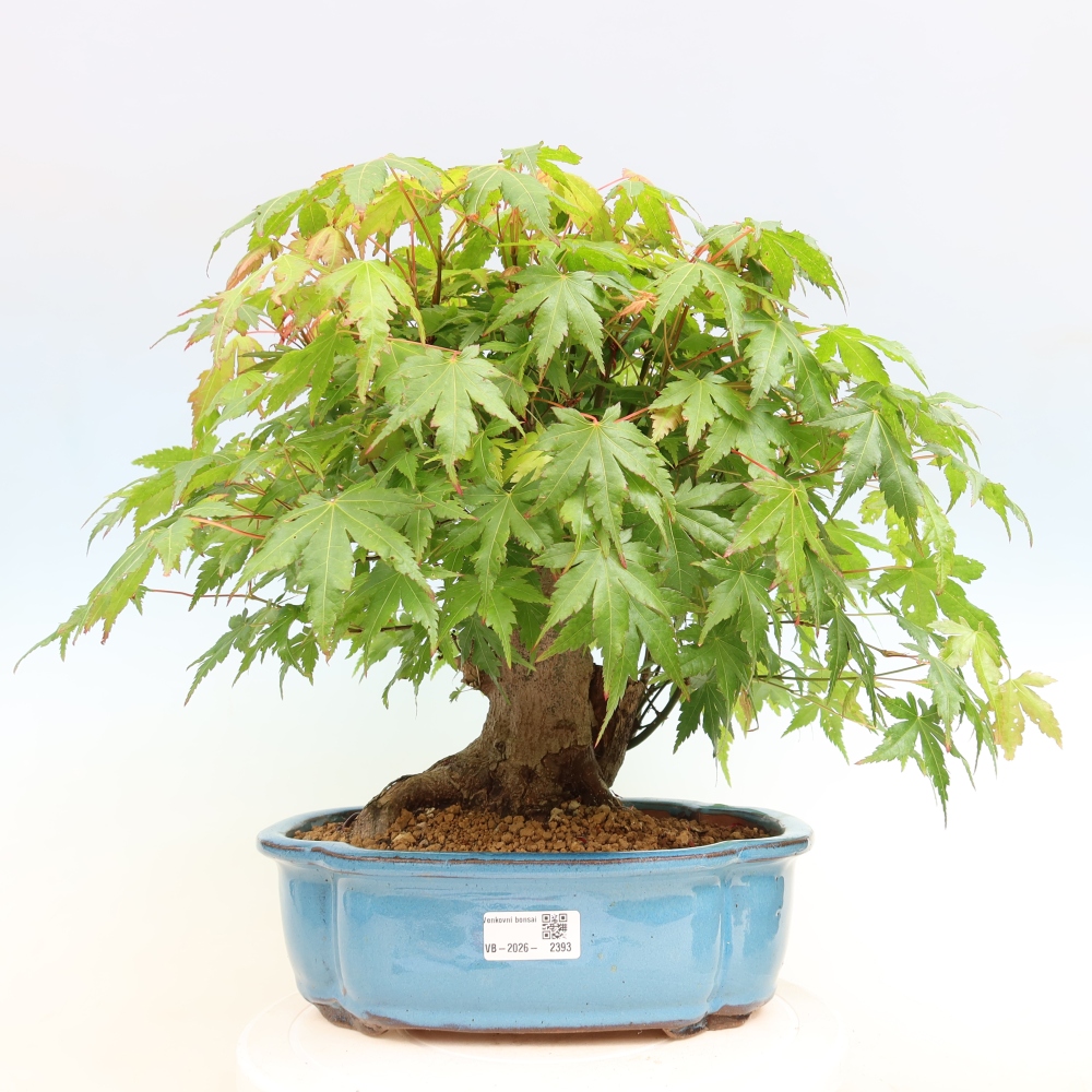 Outdoor bonsai - Maple Burger - Acer Burgerianum