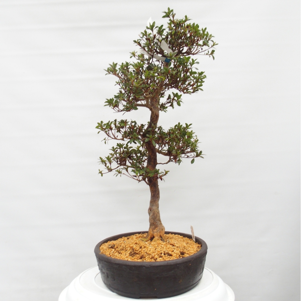 Outdoor bonsai - Japanese Azalea - Azalea Hanatsuzuri