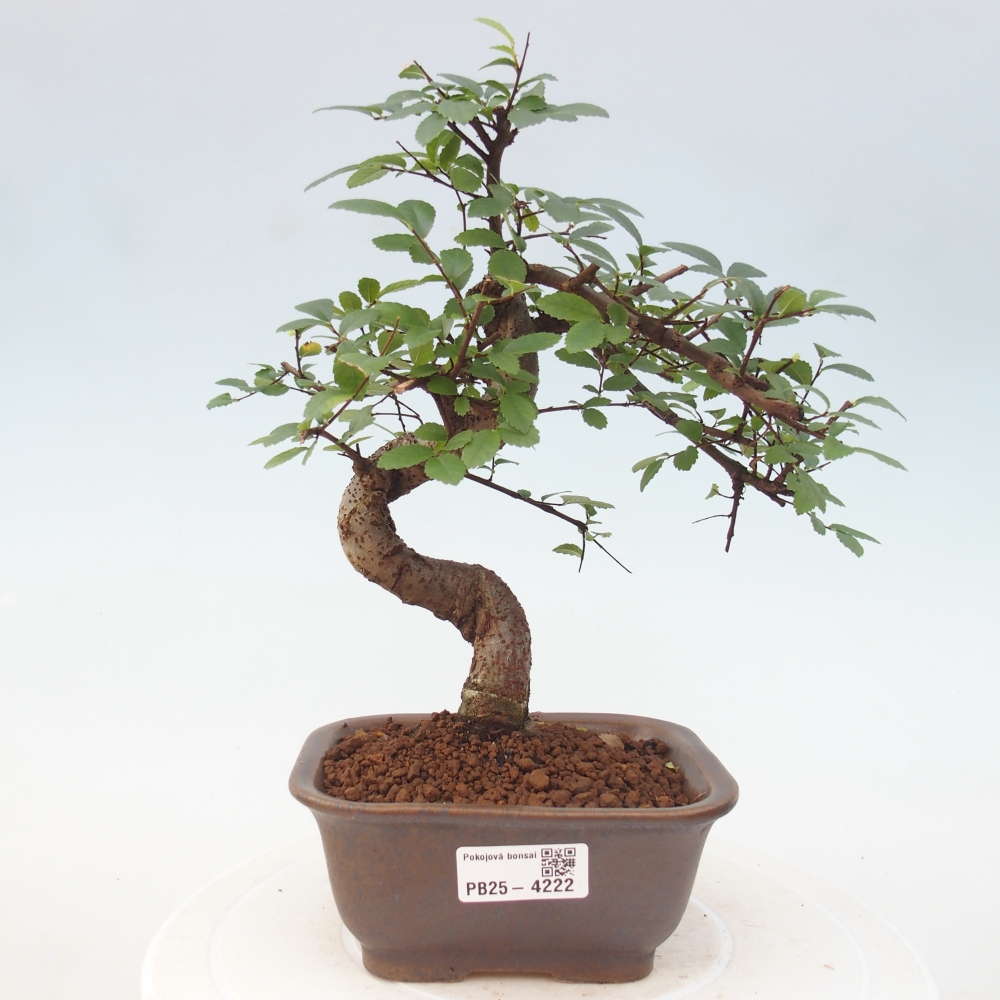 Room bonsai - Ulmus parvifolia - Small-leaved elm