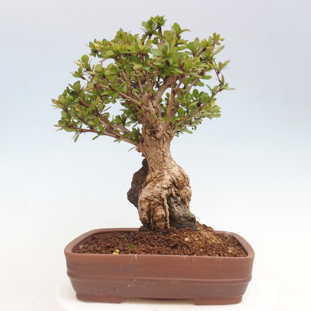 Outdoor bonsai - Berberis coreana