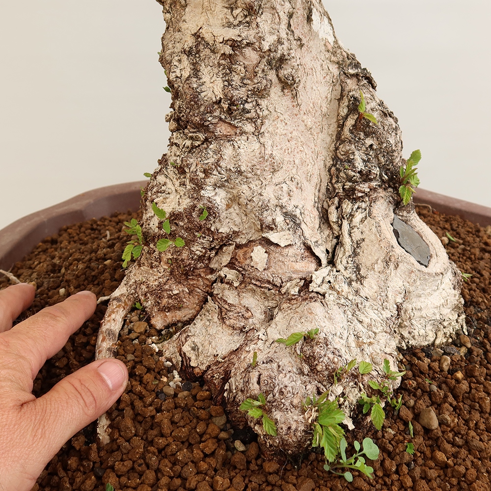 Outdoor bonsai - Carpinus Coreana - Korean hornbeam