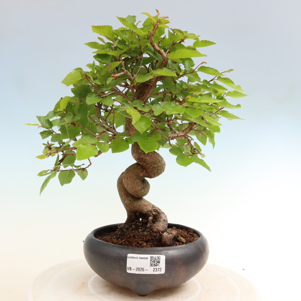 Outdoor bonsai -Carpinus coreana - Korean Hornbeam