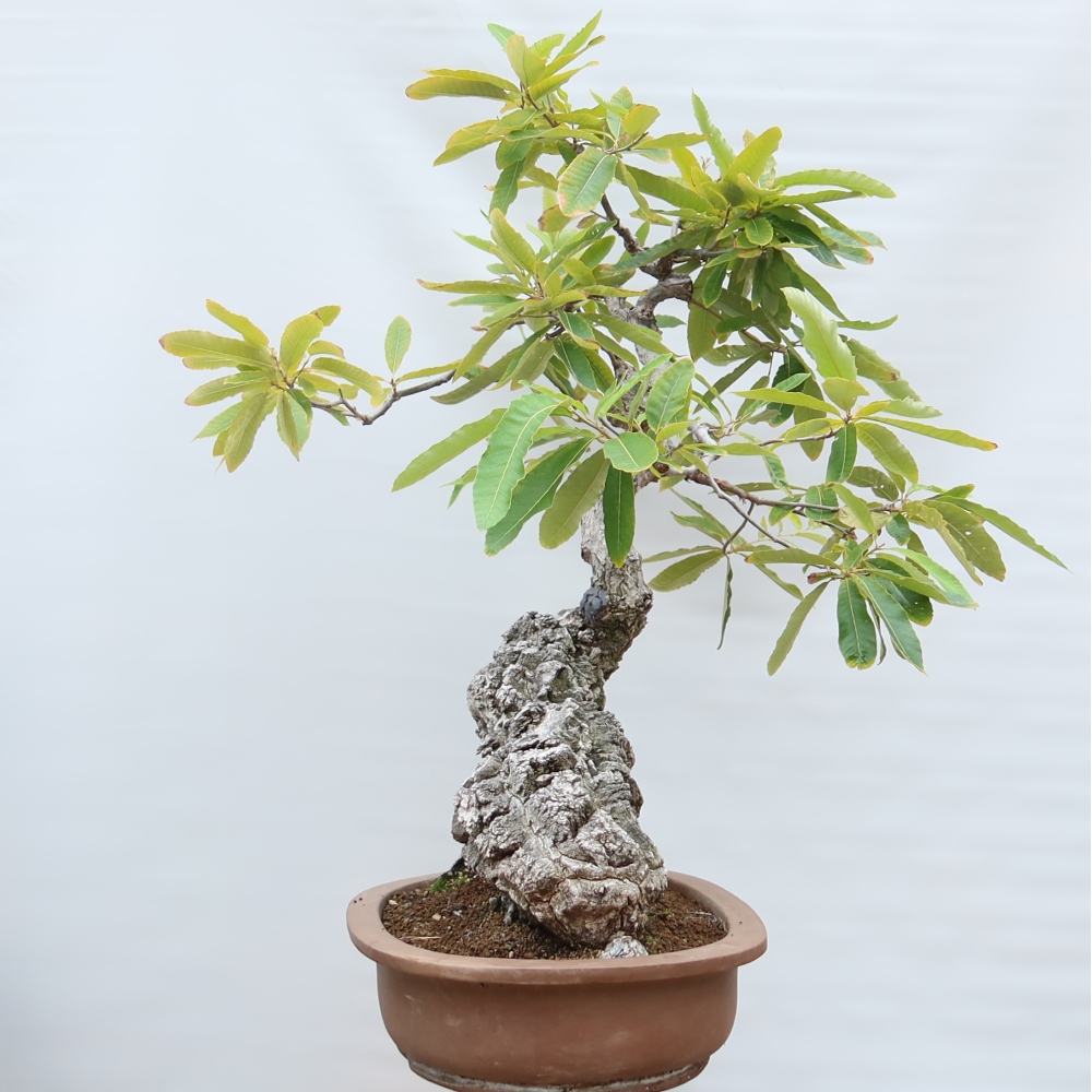 Outdoor Bonsai - Quercus castaneifolia  - Chestnut-leaved Oak