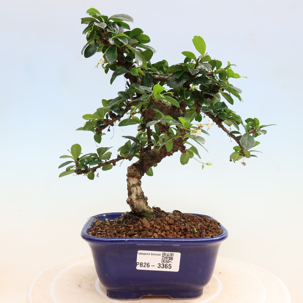 Room bonsai - Carmona macrophylla - Tea fuki