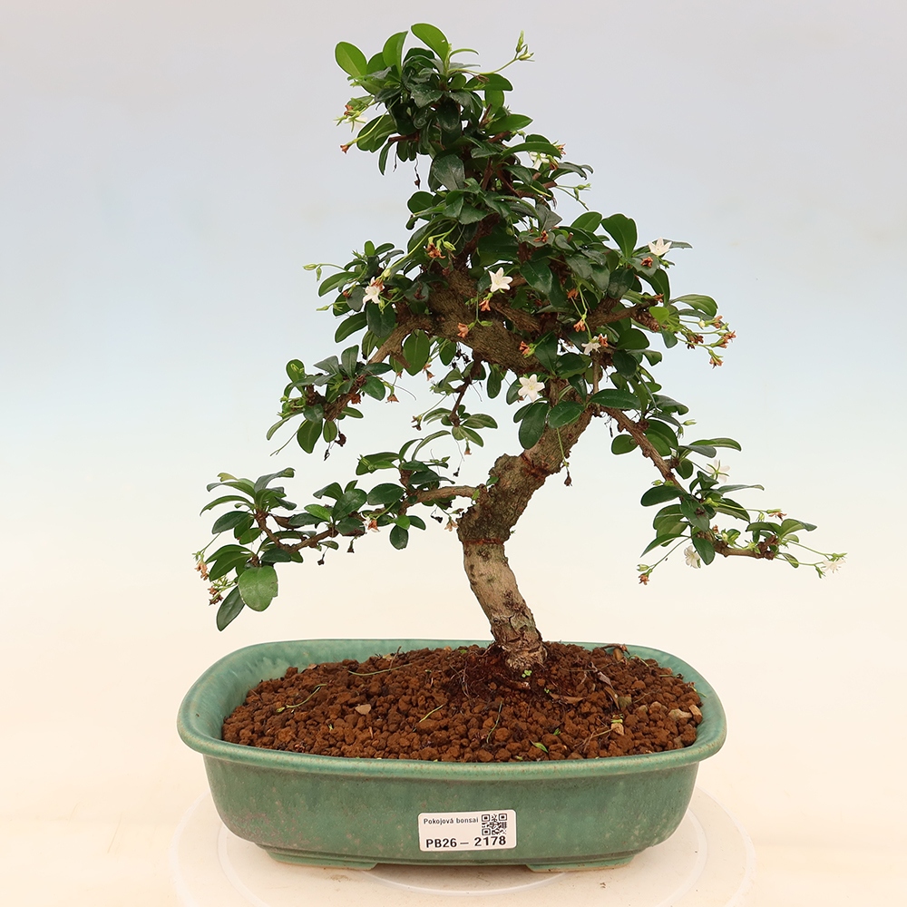 Room bonsai - Carmona macrophylla - Tea fuki