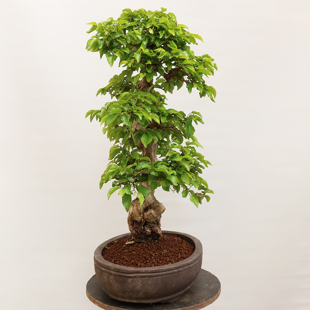 Outdoor bonsai - Carpinus Coreana - Korean hornbeam