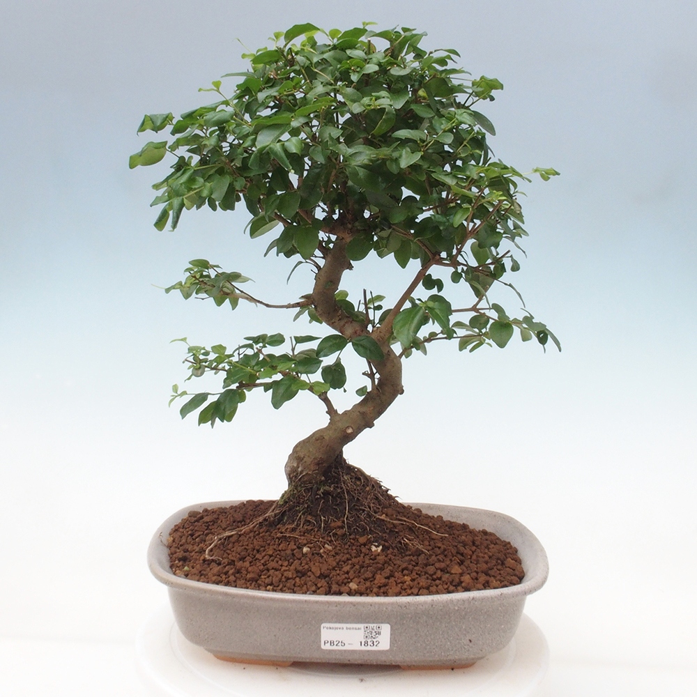 Room bonsai -Ligustrum chinensis - privet