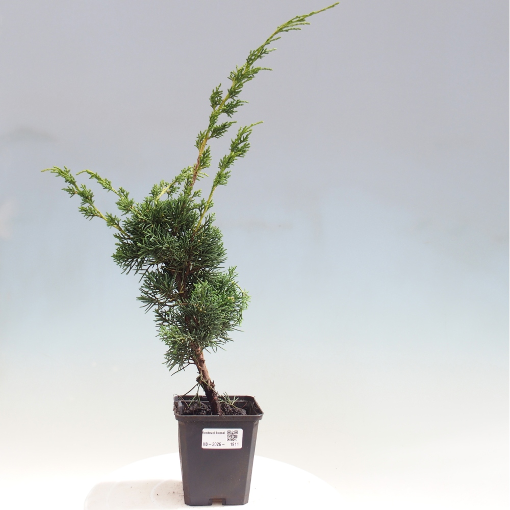 Outdoor bonsai - Juniperus chinensis Kishu