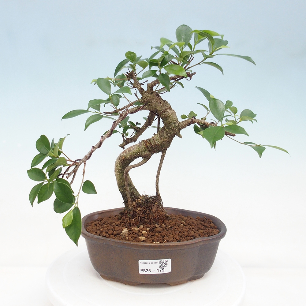 Room bonsai - Ficus retusa - small-leaved ficus