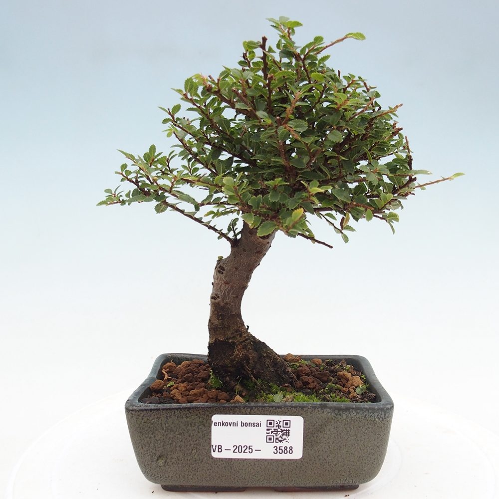 Outdoor bonsai - Ulmus parvifolia Hokkaido - Chinese elm