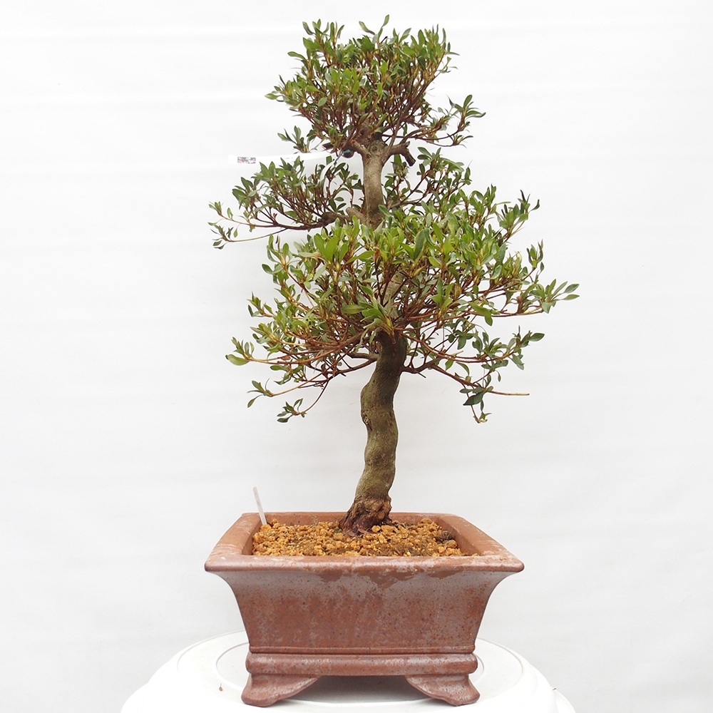 Outdoor bonsai - Japanese azalea - Azalea CHIHIRO
