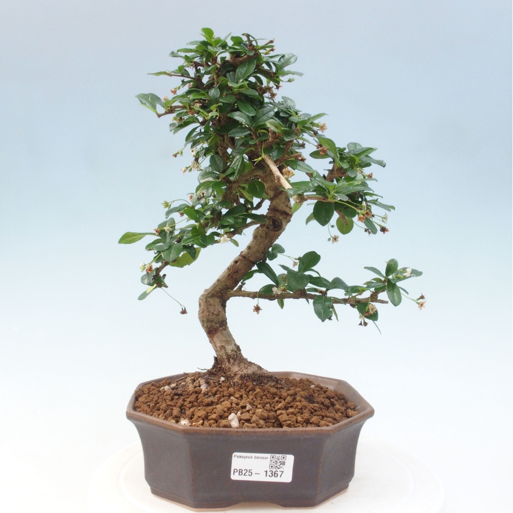 Room bonsai - Carmona macrophylla - Tea fuki