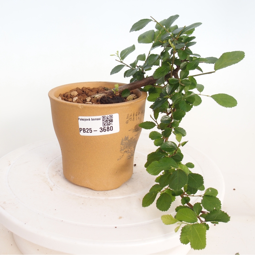 Indoor bonsai - Grewia occidentalis - Lavender Starfish