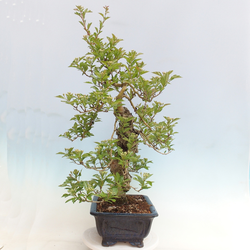Outdoor bonsai - Hawthorn - Crataegus cuneata