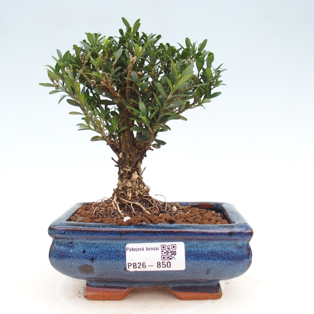 Room bonsai - Buxus harlandii - cork buxus
