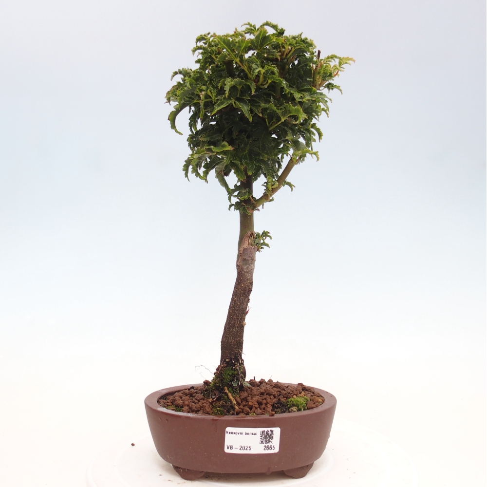 Outdoor bonsai - Acer palmatum Shishigashira maple