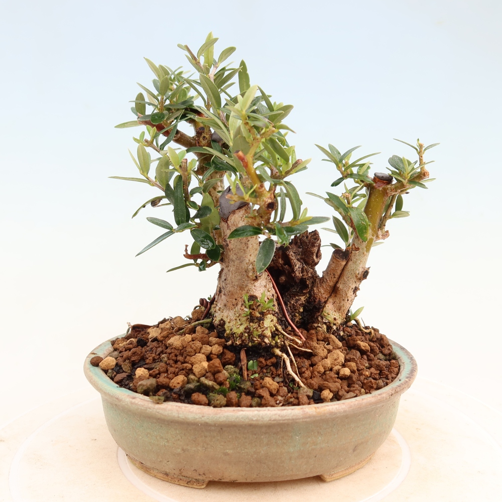 Indoor bonsai - Olea europaea sylvestris