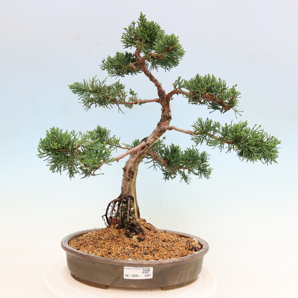 Outdoor bonsai - Juniperus chinensis Kishu
