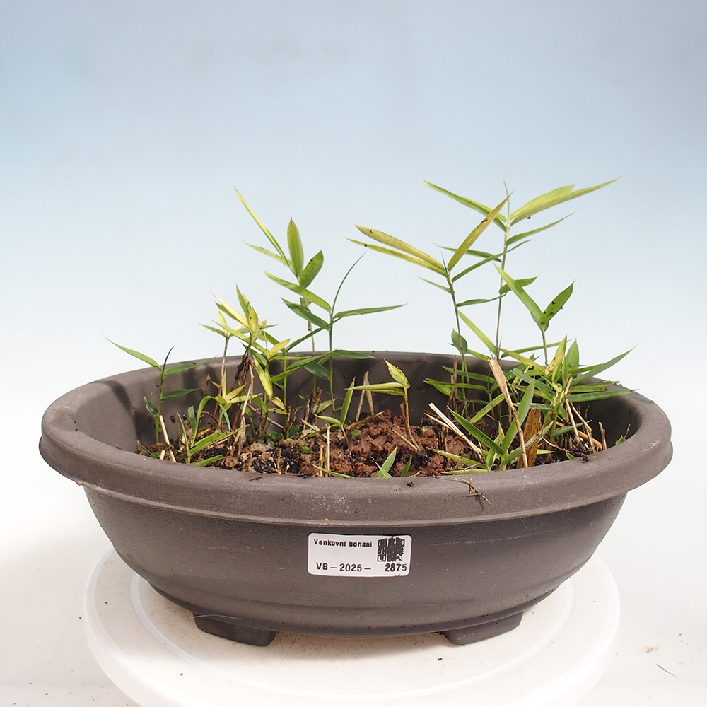 Outdoor bonsai - Pleioblastus argenteostriatus f.pumilus - Dwarf bamboo