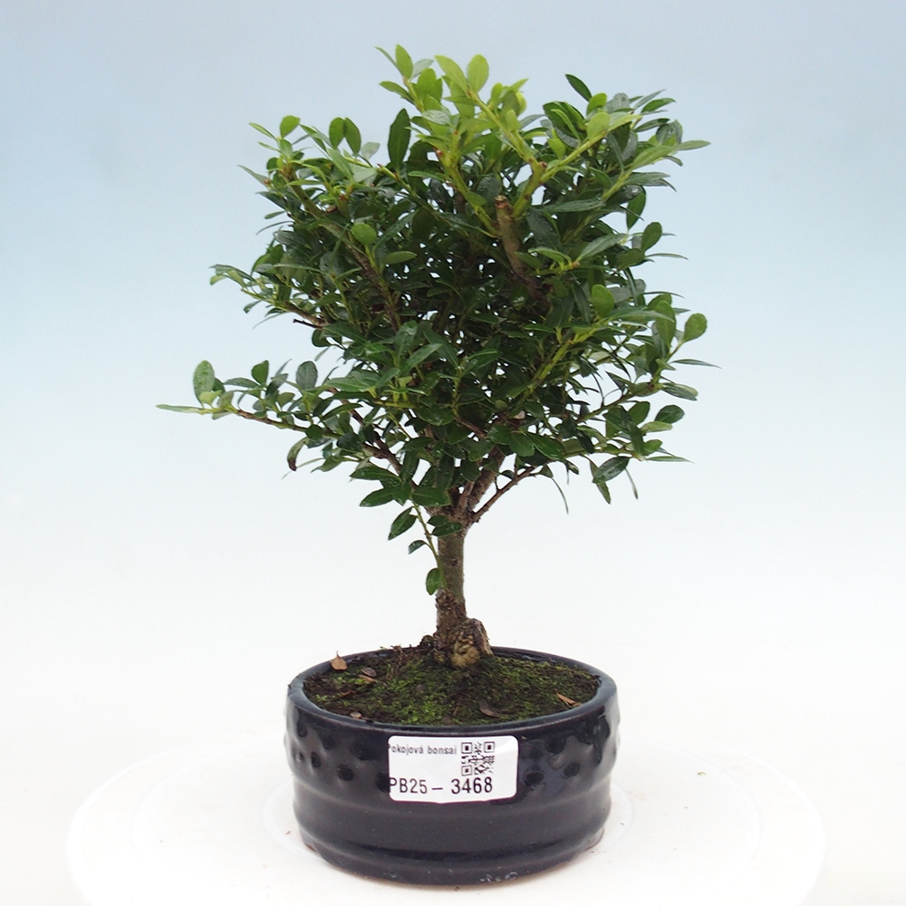 Room bonsai - Ilex crenata - Holly