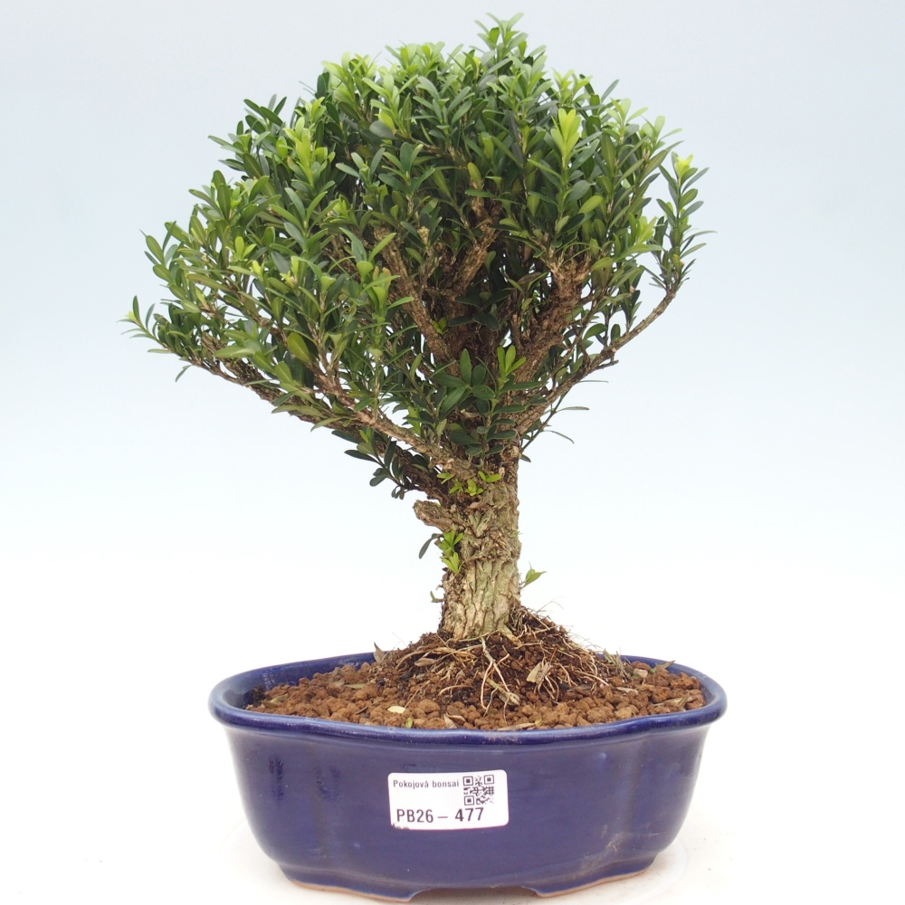 Room bonsai - Buxus harlandii - cork buxus