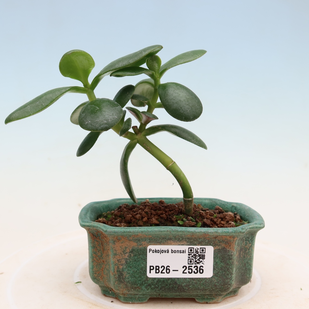 Room bonsai - Portulakaria Afra - Tlustice