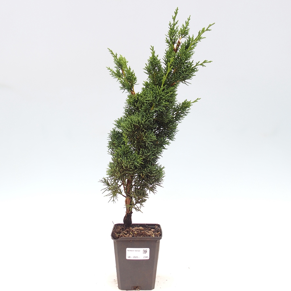 Outdoor bonsai - Juniperus chinensis Kishu - Chinese juniper