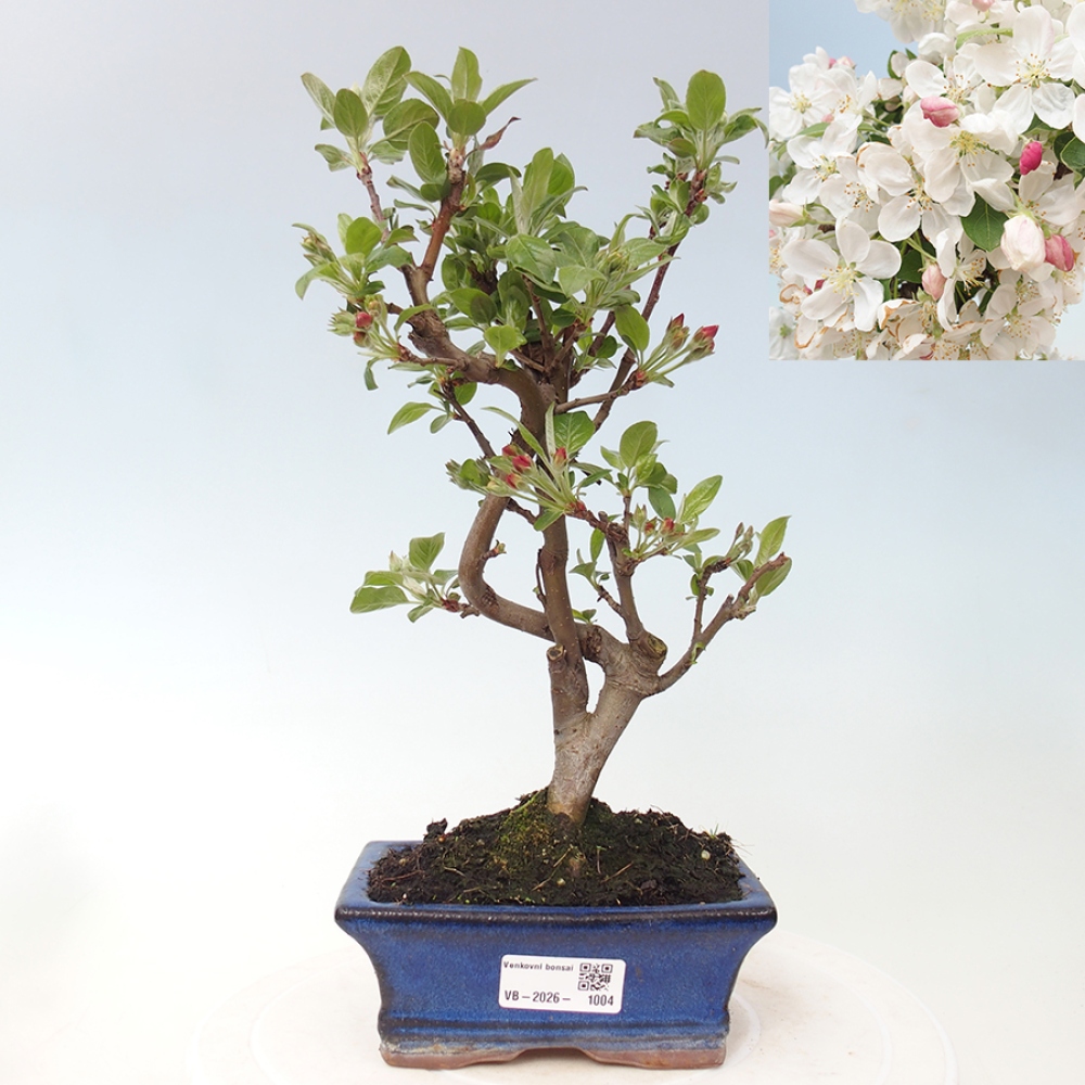 Outdoor bonsai -Malus halliana - Small-fruited apple tree