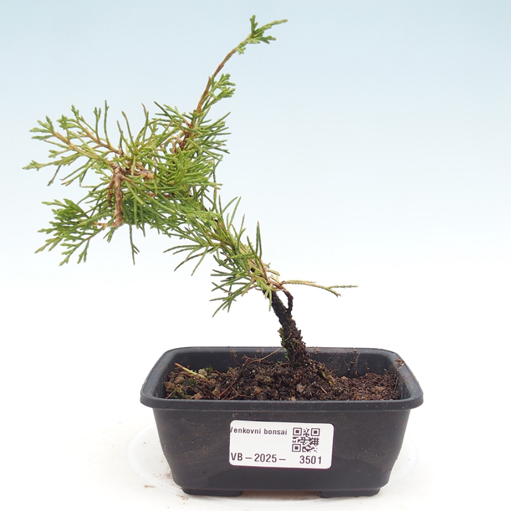 Outdoor bonsai - Juniperus chinensis Itoigawa