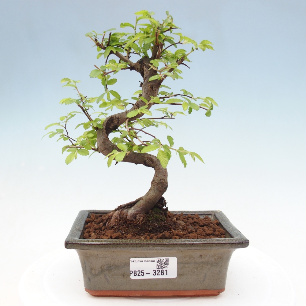 Room bonsai - Ulmus parvifolia - Small-leaved elm