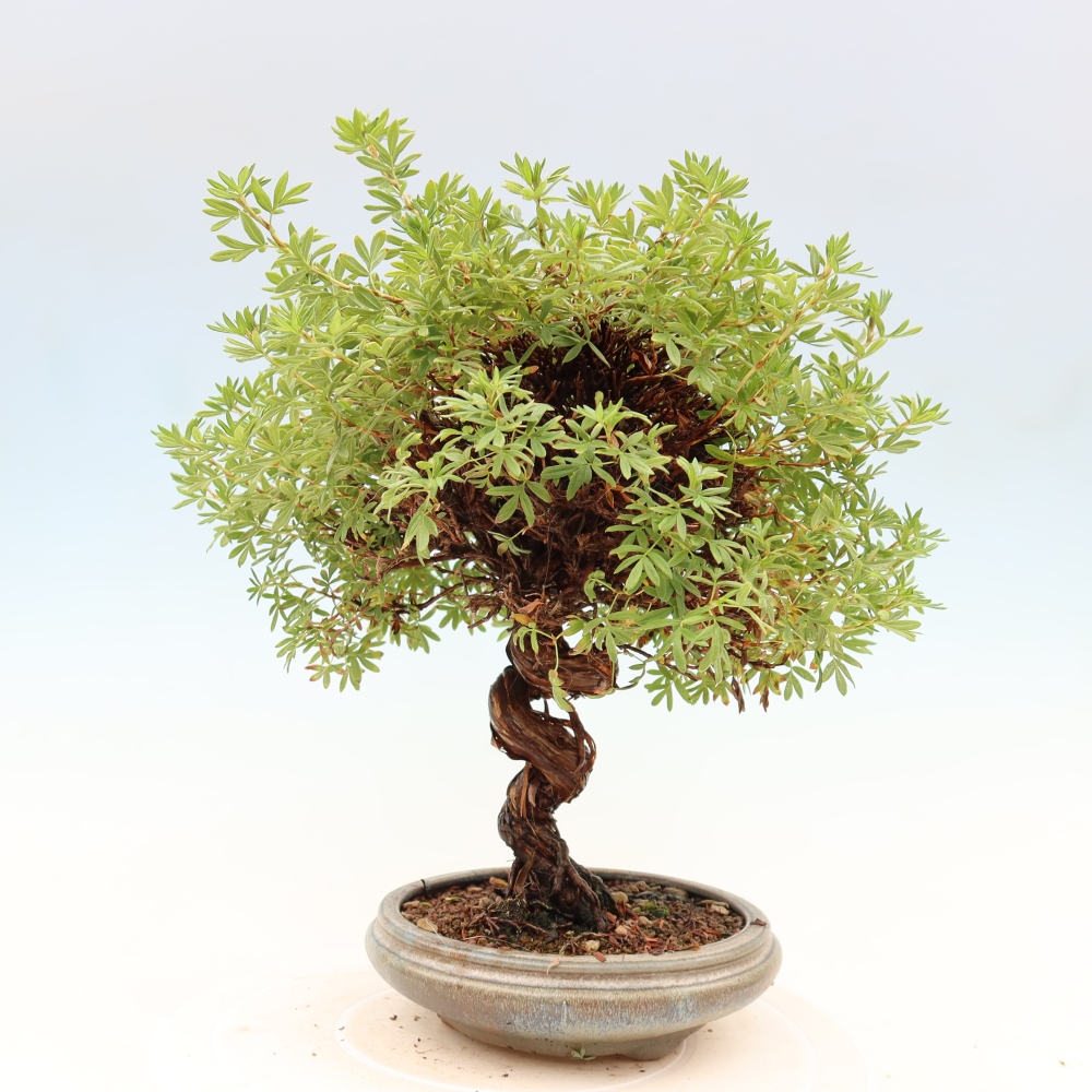 Outdoor bonsai - Potentila fruticosa