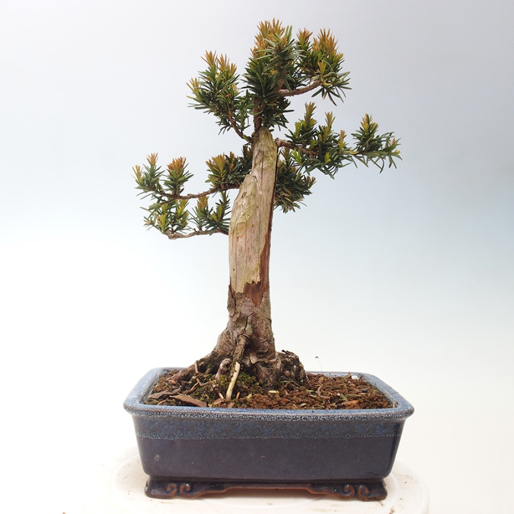 Outdoor bonsai - Taxus cuspidata - Japanese yew